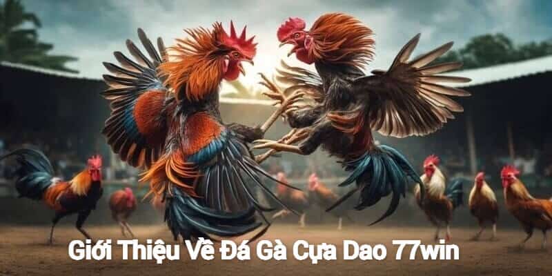 Giới thiệu đá gà cựa dao